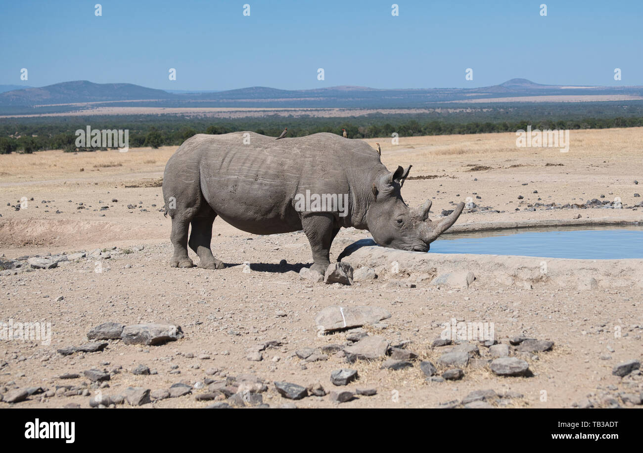 Rhinocéros blanc ou d'herbe (Ceratotherium simum) boire à un trou d'eau artificiel. Banque D'Images