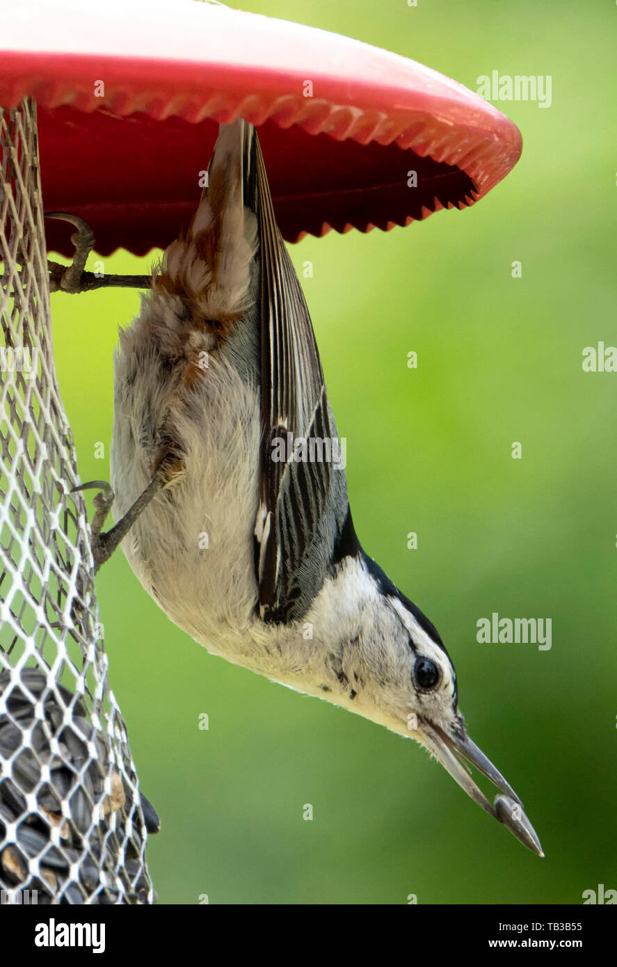 Des oiseaux à l'envers Banque D'Images