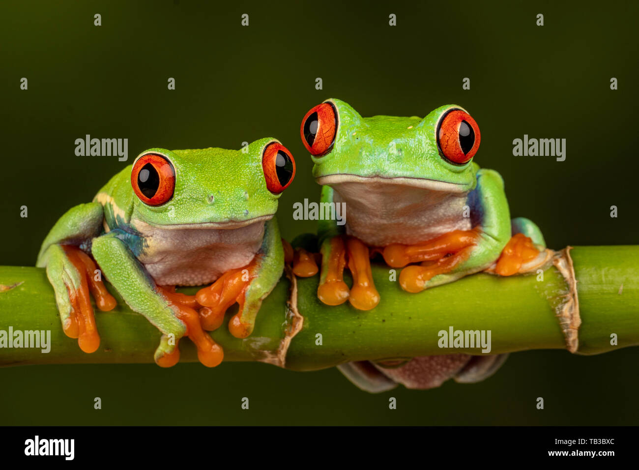 Red eyed tree frogs Banque D'Images