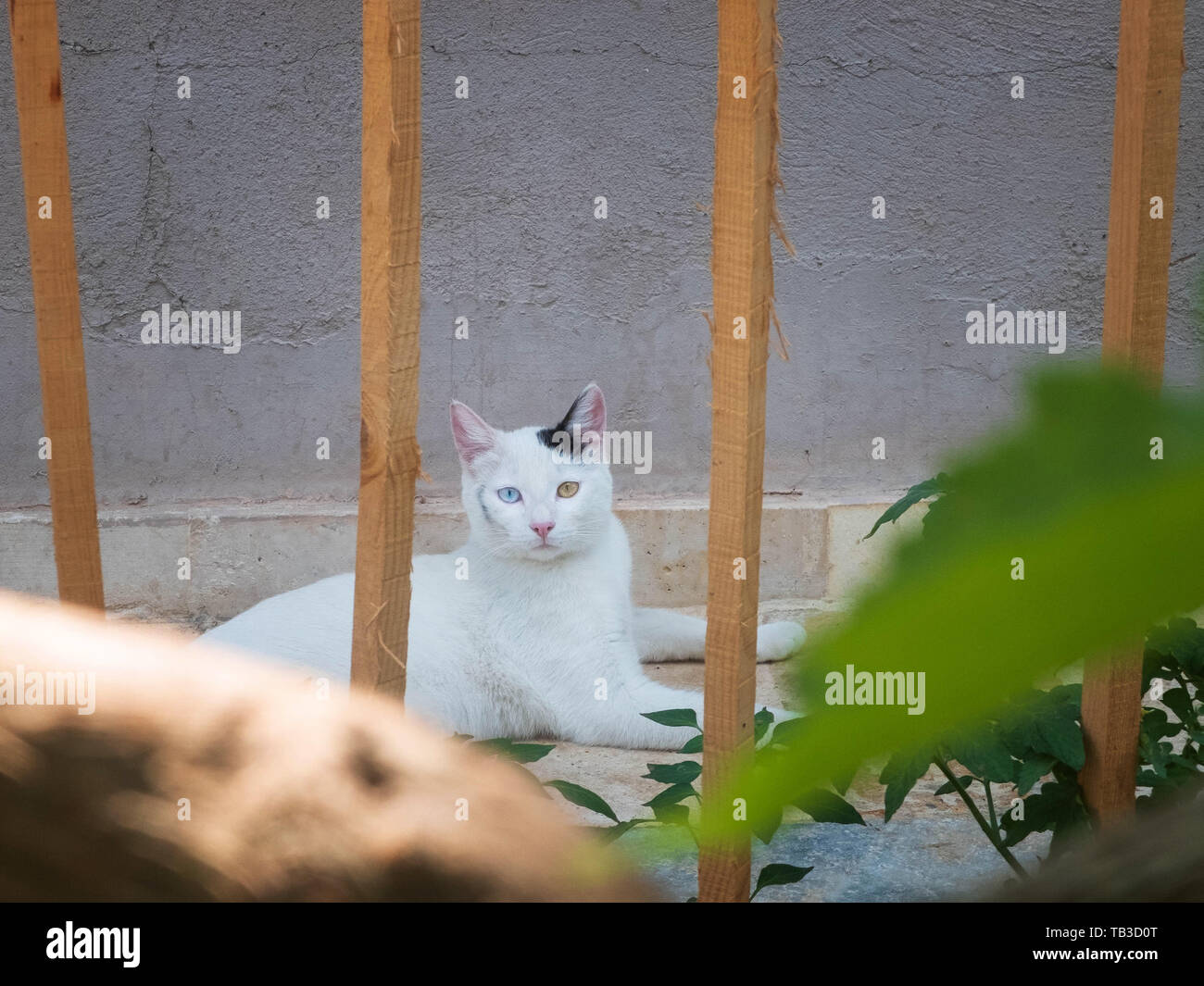 Joli Chat Angora Turc Avec Yeux Verts Et Fourrure Grise Longue Photo Stock Alamy Joli Chat Angora Turc Avec Yeux Verts Et Fourrure Grise Longue Photo Stock Alamy