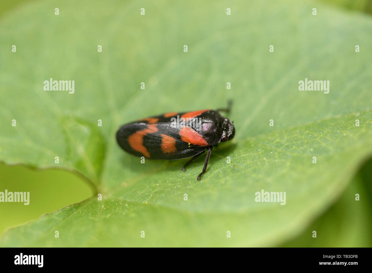 Noir et rouge 'froghopper Cercopis vulnerata', England, UK Banque D'Images