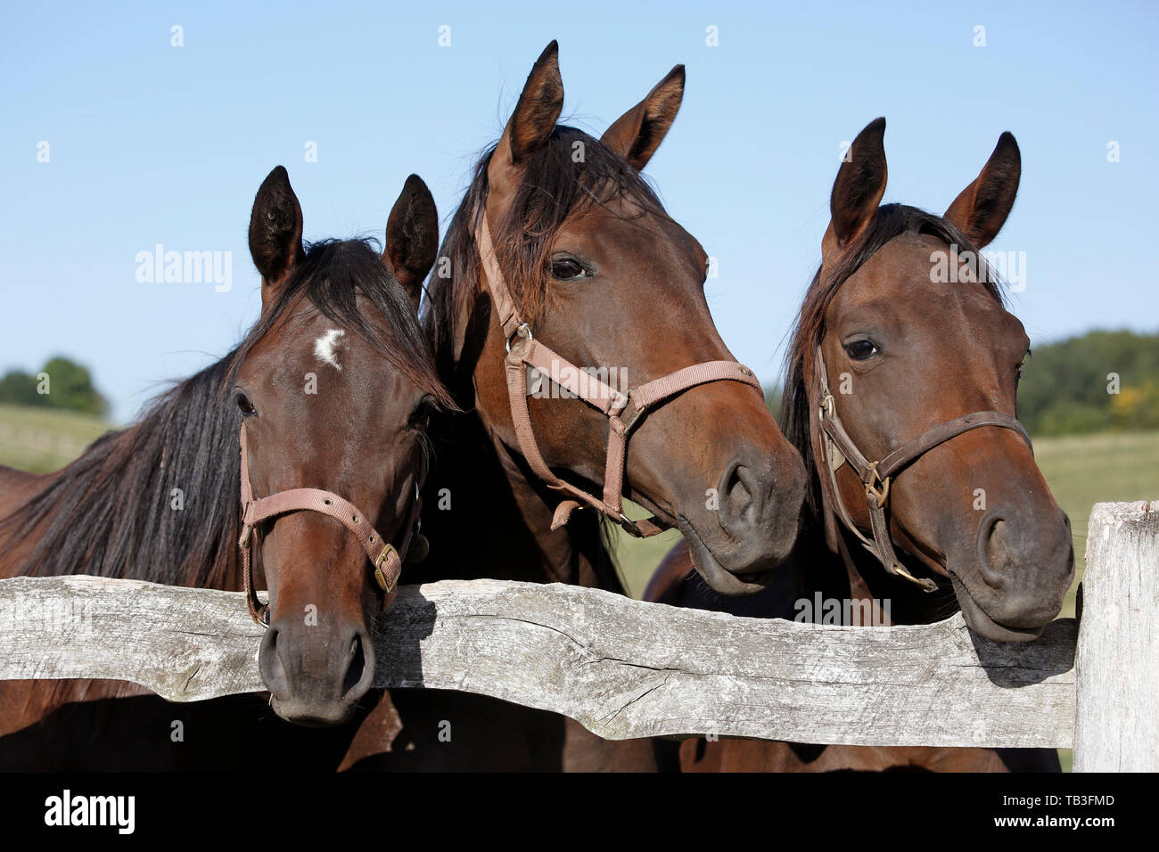 22.08.2018, Goerlsdorf, Brandebourg, Allemagne - chevaux regarder par-dessus une clôture de pâturage. 00S180822D810CAROEX.JPG [communiqué de modèle : sans objet, la propriété RELE Banque D'Images