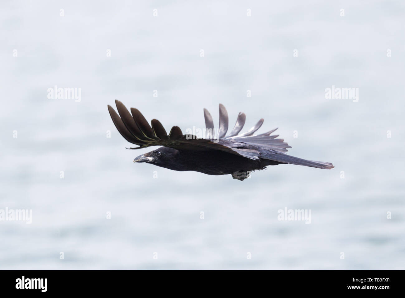 Battant isolé corneille corbeau (Corvus corone), ailes propagation Banque D'Images