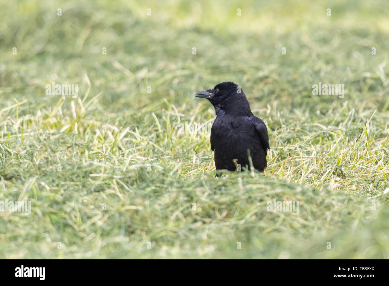 Naturel noir corneille (Corvus corone) standing in meadow Banque D'Images