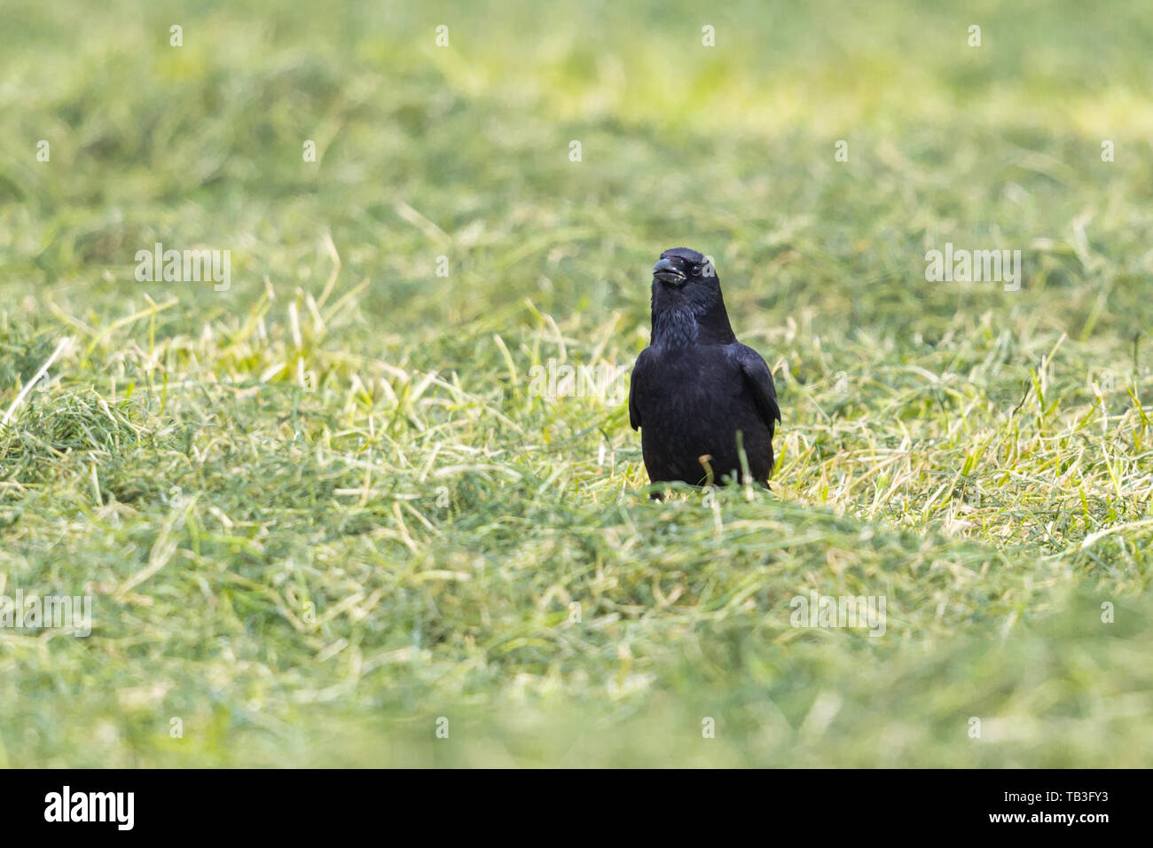 Naturel noir corneille (Corvus corone) debout dans l'herbe Banque D'Images