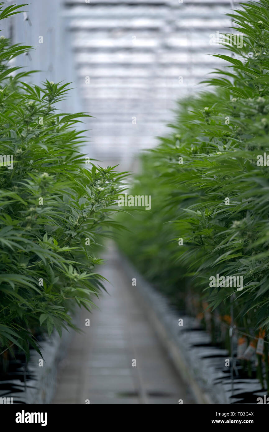Plantation de cannabis industriel farm green house Banque D'Images Plantation de cannabis industriel farm green house Banque D'Images