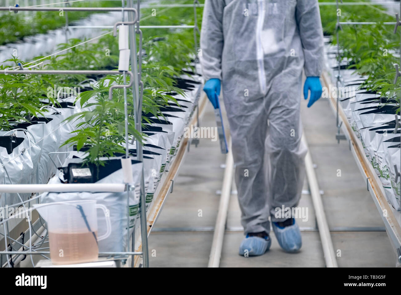 Plantation de cannabis industriel farm green house Banque D'Images Plantation de cannabis industriel farm green house Banque D'Images