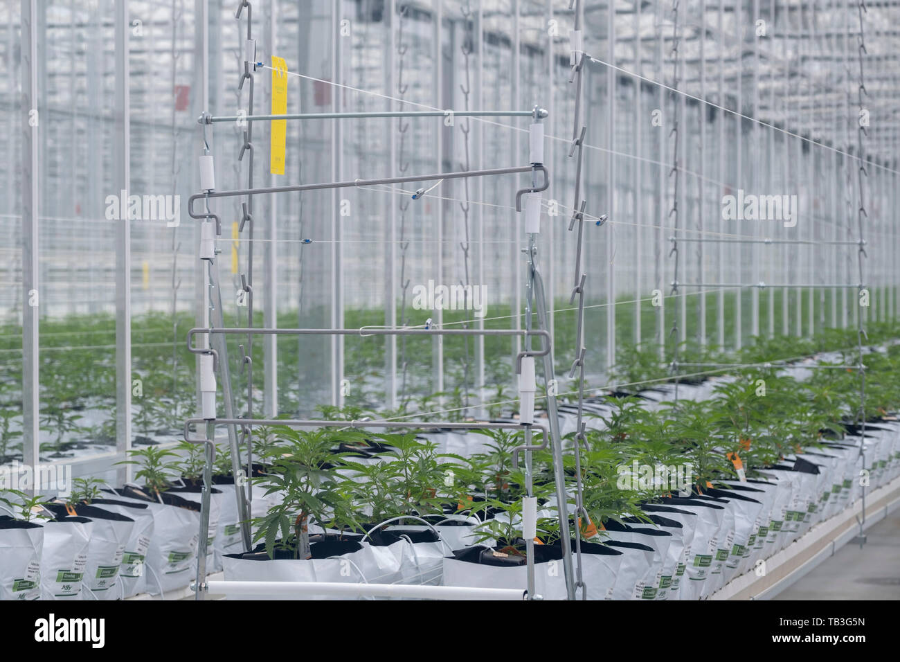 Plantation de cannabis industriel farm green house Banque D'Images Plantation de cannabis industriel farm green house Banque D'Images