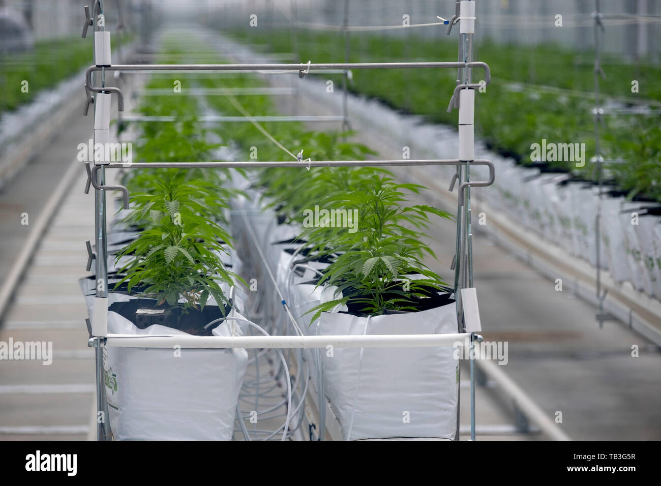 Plantation de cannabis industriel farm green house Banque D'Images Plantation de cannabis industriel farm green house Banque D'Images