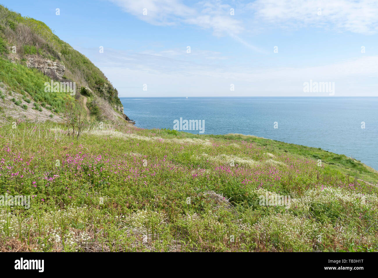 Fleurs sauvages sur l'Anglesey Coastal Path - Benllech, Anglesey, Pays de Galles, Royaume-Uni Banque D'Images