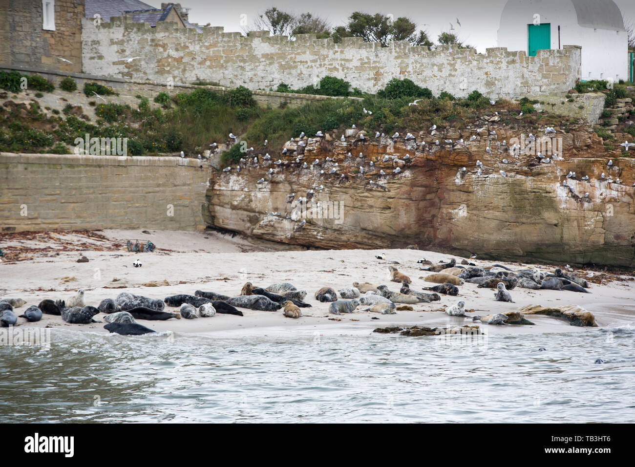 Les phoques gris, Halichoerus grypus et de nidification sur l'île de Kittiwake Coquet déambulent sur la côte de Northumberland. Banque D'Images