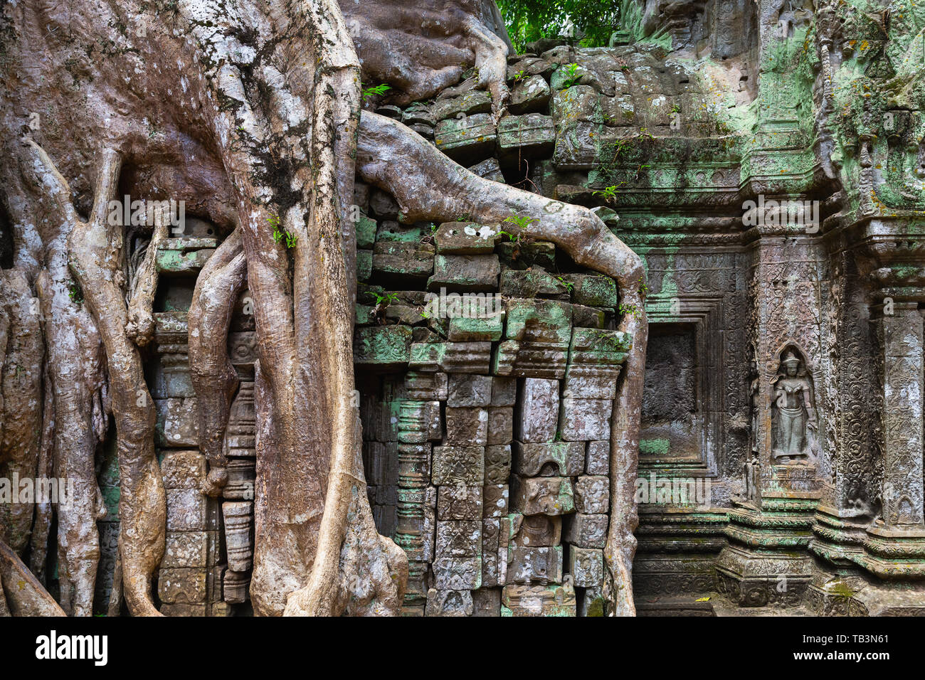 Ta Prohm Temple, Angkor, Site du patrimoine mondial de l'UNESCO, la Province de Siem Reap, Cambodge, Indochine, Asie du Sud, Asie Banque D'Images