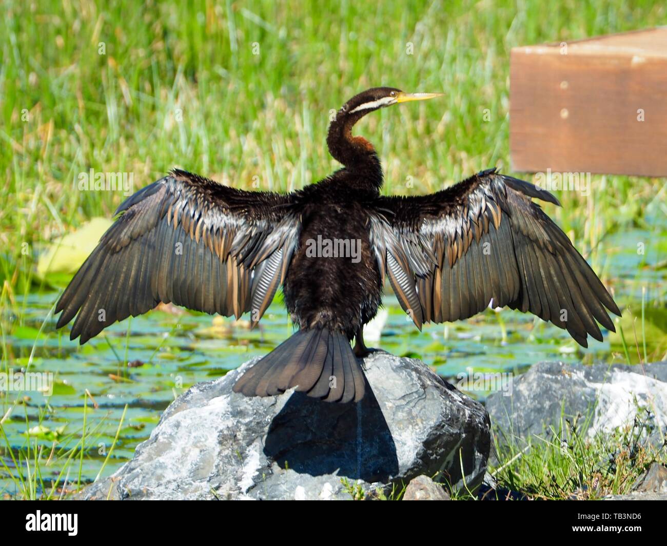 Étalez vos ailes. Austraulasian Darter Bird, des plumes qui brillent, avec des ailes complètement étirées comme il sèche dans le soleil sur un rocher par l'eau Banque D'Images