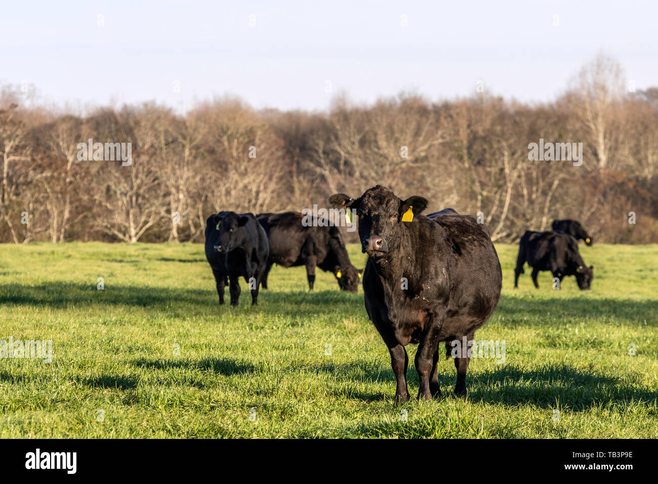 Les vaches Angus sur vert Le printemps seigle pâturage de graminées avec zone vide à gauche Banque D'Images