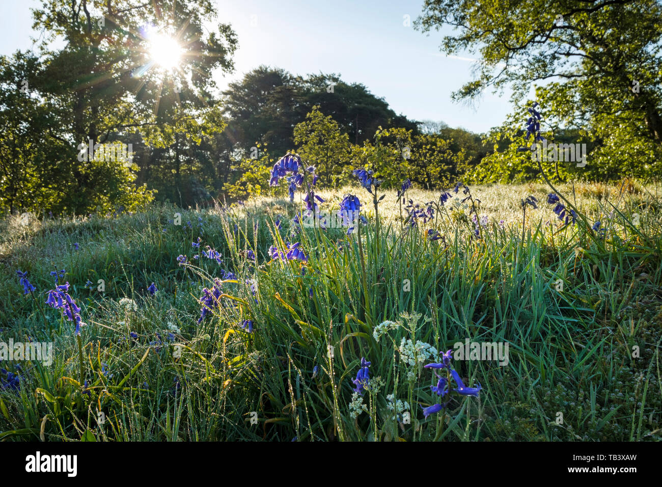 Le soleil du matin la fonte du givre sur Bluebell et fleurs Pignut, Upper Teesdale, Maison du Maure National Nature Reserve, County Durham, Royaume-Uni Banque D'Images