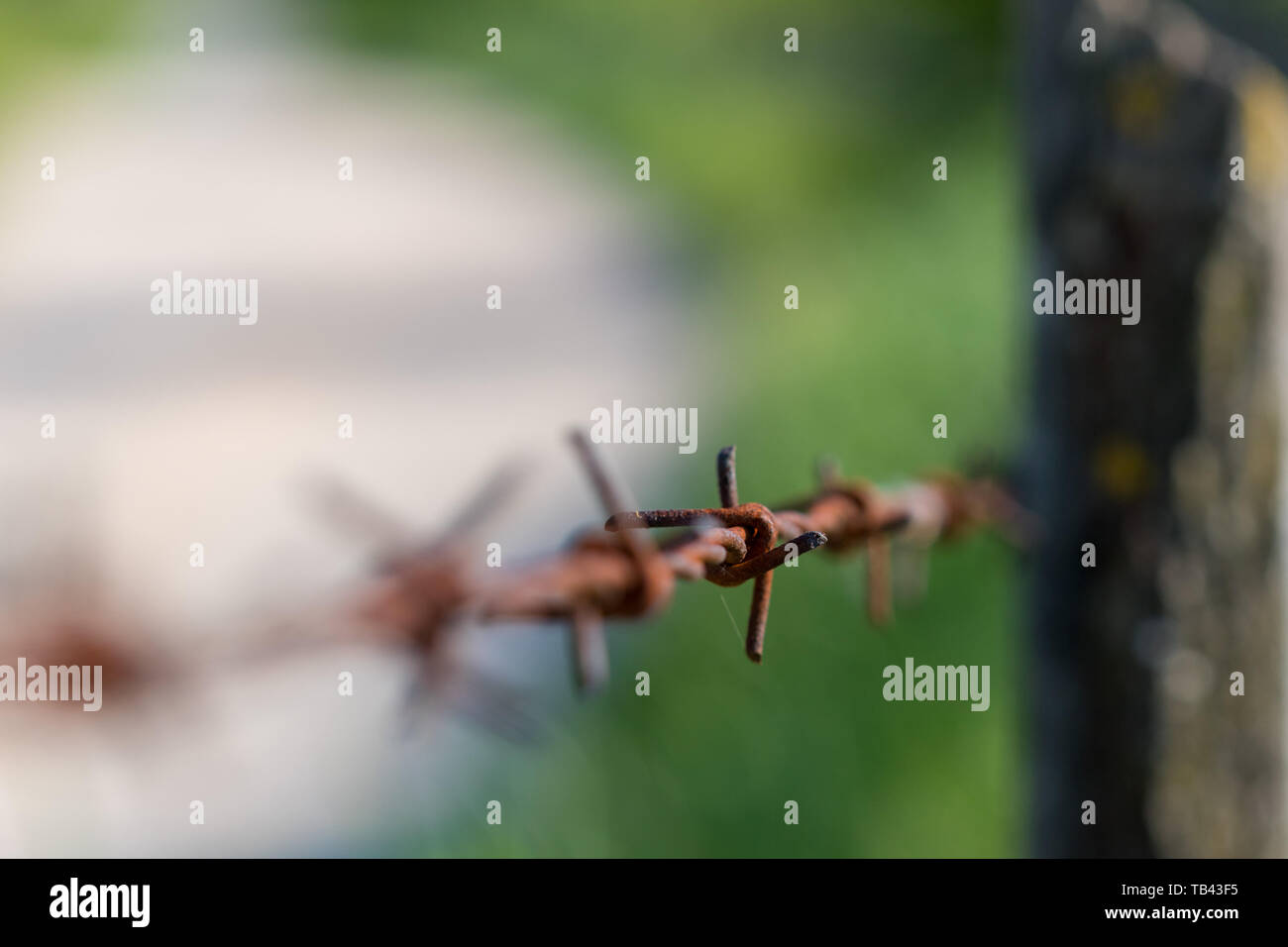 Close up de rouille du fil de fer barbelé avec arrière-plan flou Banque D'Images