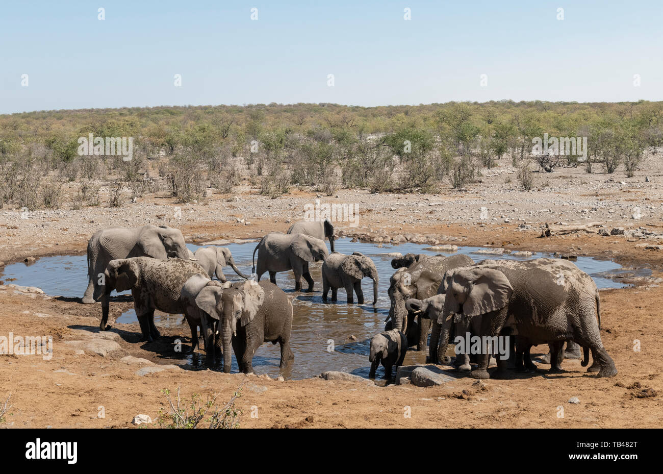 Les éléphants de l'alcool à l'Halali waterhole, Etosha National Park, Namibie. Banque D'Images