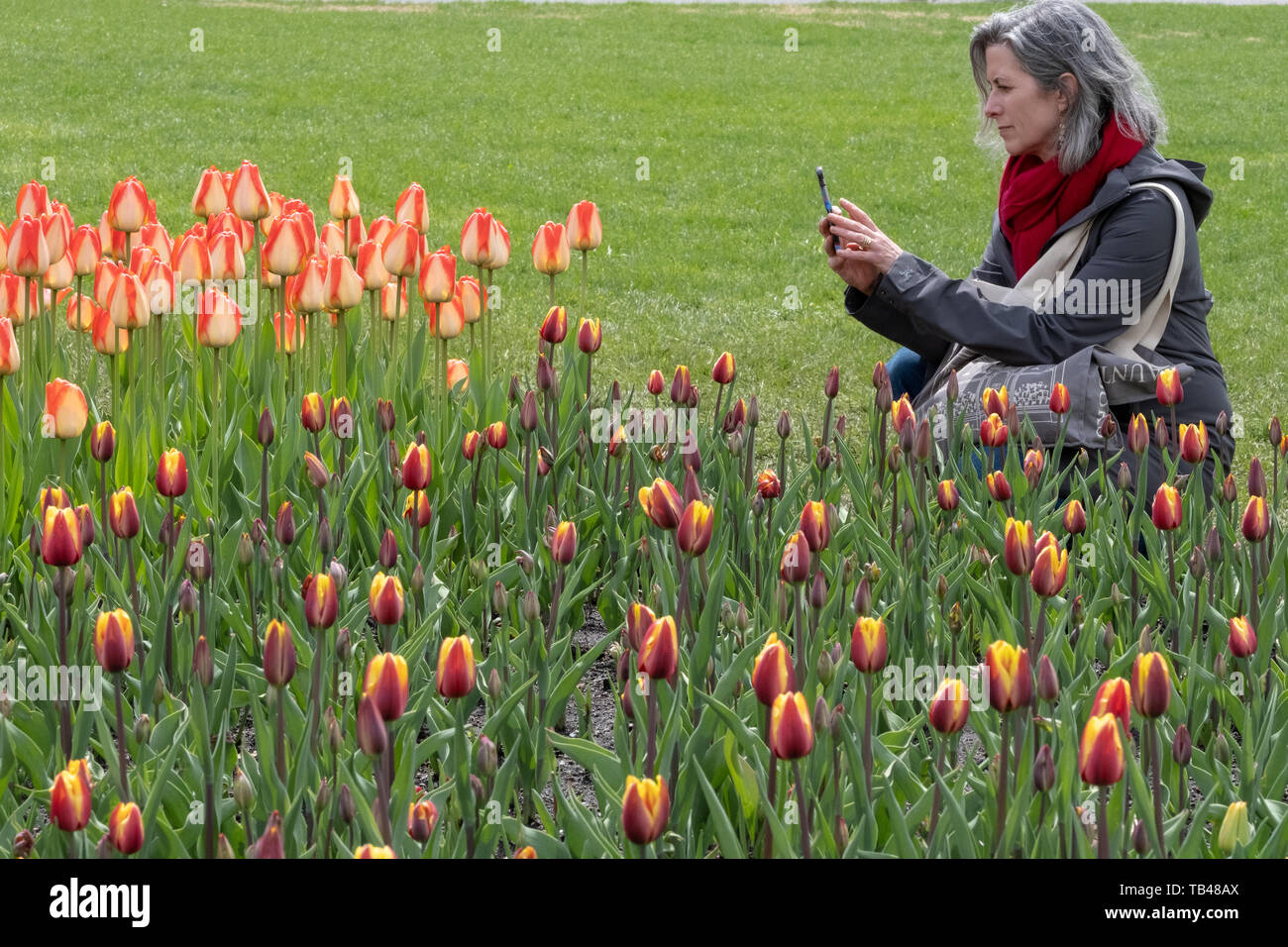 Une femme clique sur une photo de la tulipe tulipes à Ottawa pendant le Festival. La photo a été prise le 23 mai 2019 à grand Hill's Park, Ottawa, Canada Banque D'Images