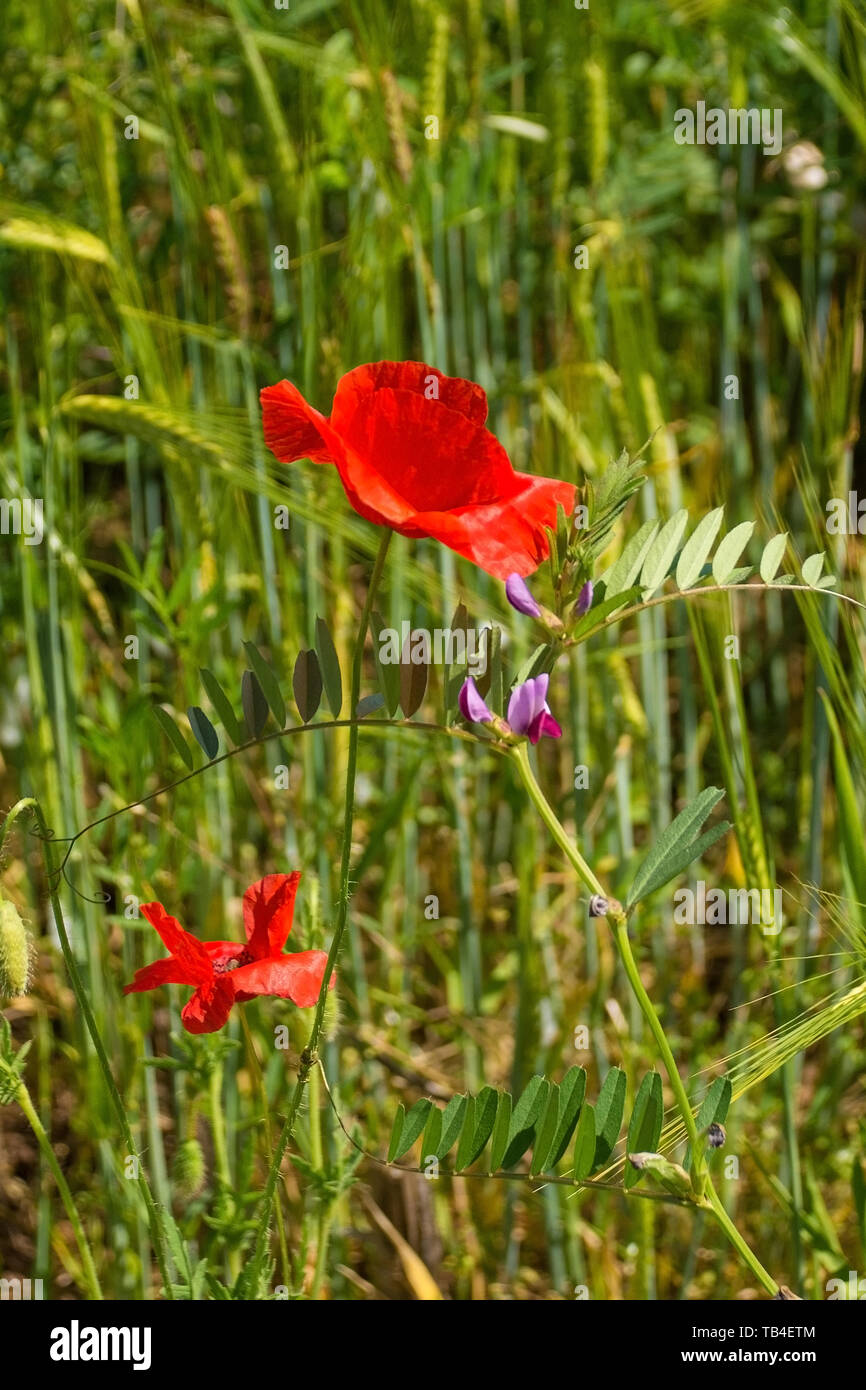 Coquelicots rouges sauvages poussant dans un champ en jachère dans le nord-est de l'Italie. Banque D'Images Coquelicots rouges sauvages poussant dans un champ en jachère dans le nord-est de l'Italie. Banque D'Images