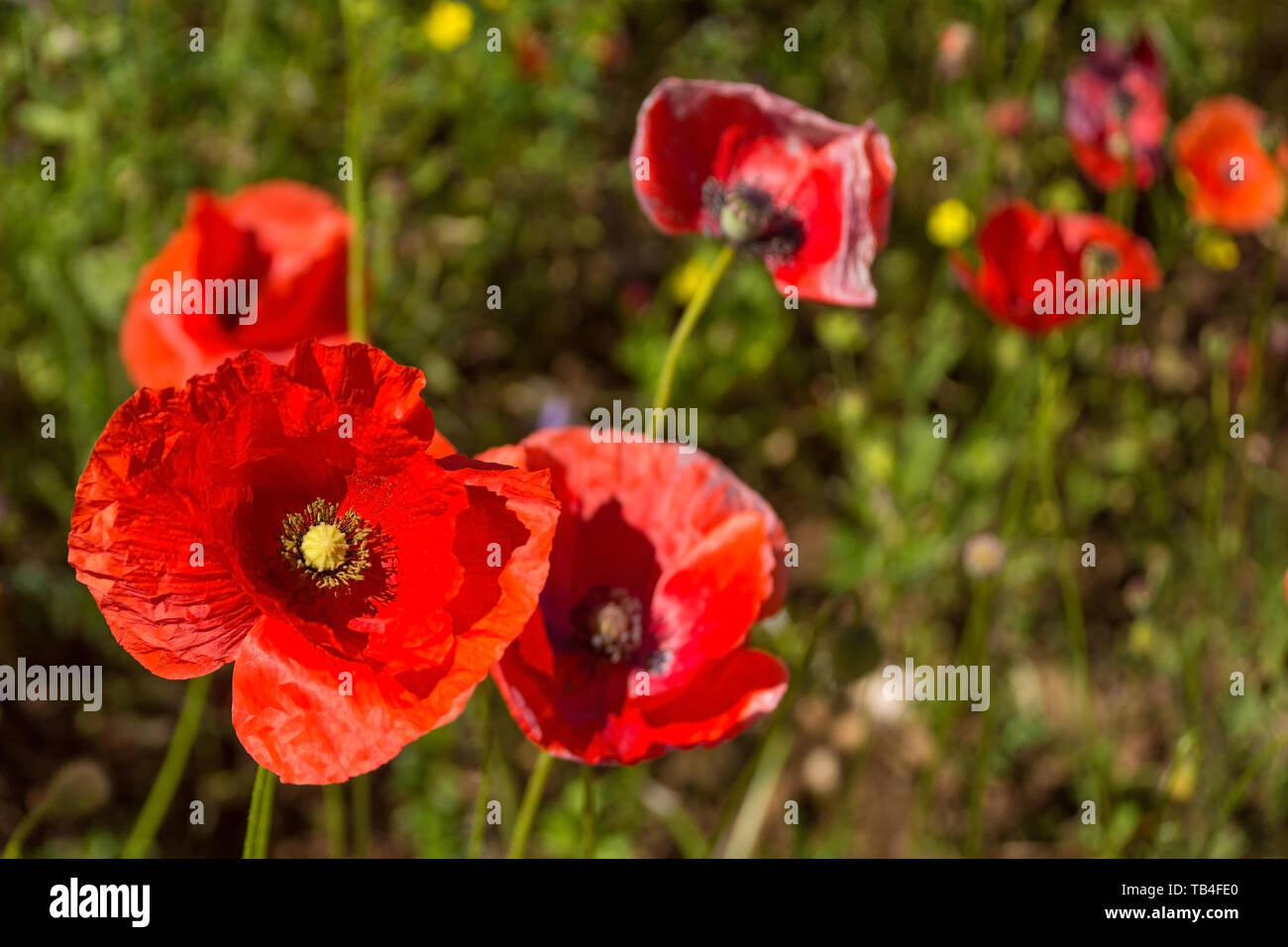 Coquelicots rouges sauvages poussant dans un champ en jachère dans le nord-est de l'Italie. Banque D'Images Coquelicots rouges sauvages poussant dans un champ en jachère dans le nord-est de l'Italie. Banque D'Images