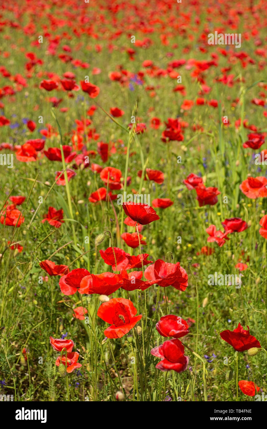 Coquelicots rouges sauvages poussant dans un champ en jachère dans le nord-est de l'Italie. Banque D'Images Coquelicots rouges sauvages poussant dans un champ en jachère dans le nord-est de l'Italie. Banque D'Images