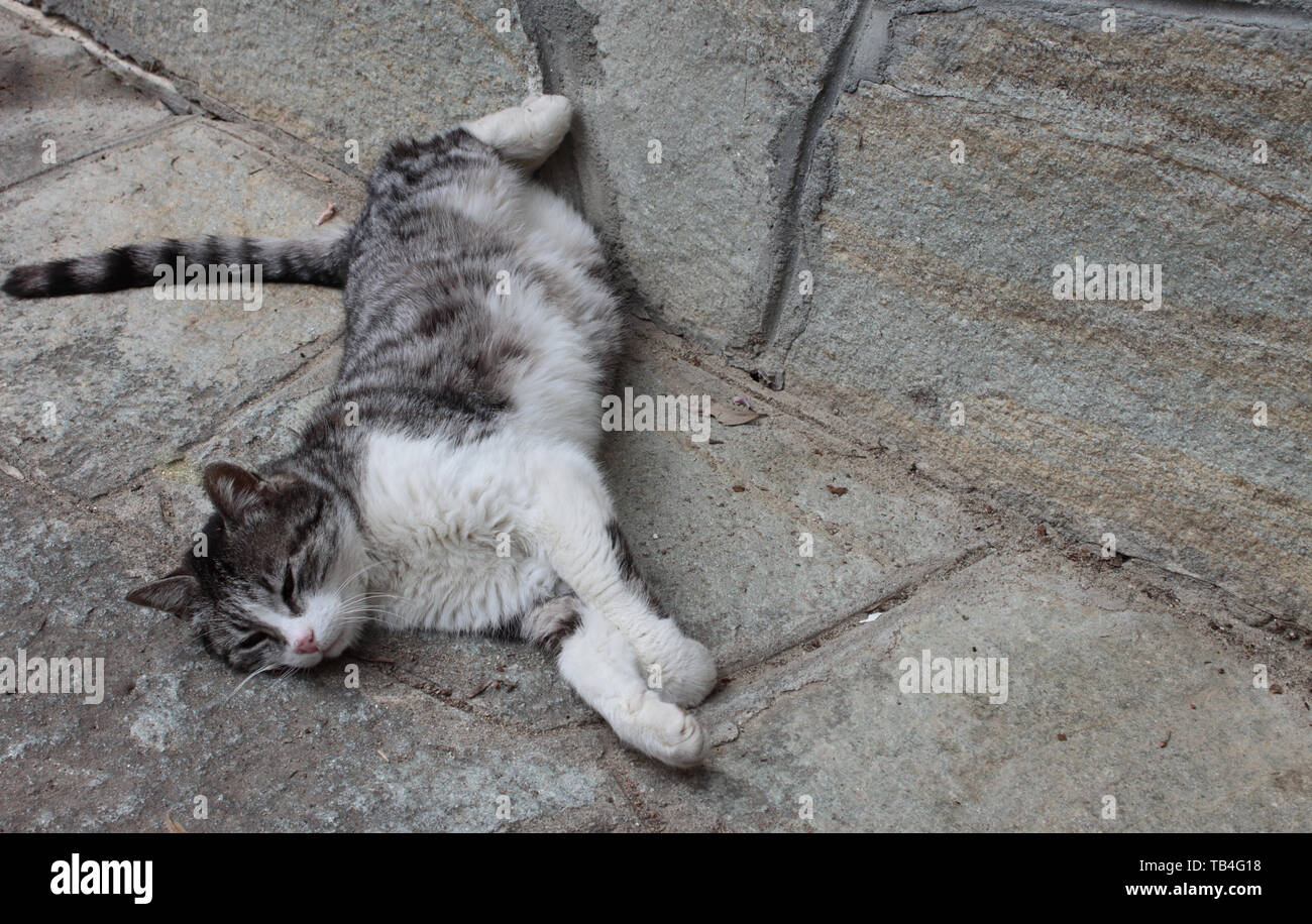 Ton sur ton jeu magnifique pour un couchage chat gris en face d'un mur en pierre mosaïque Banque D'Images