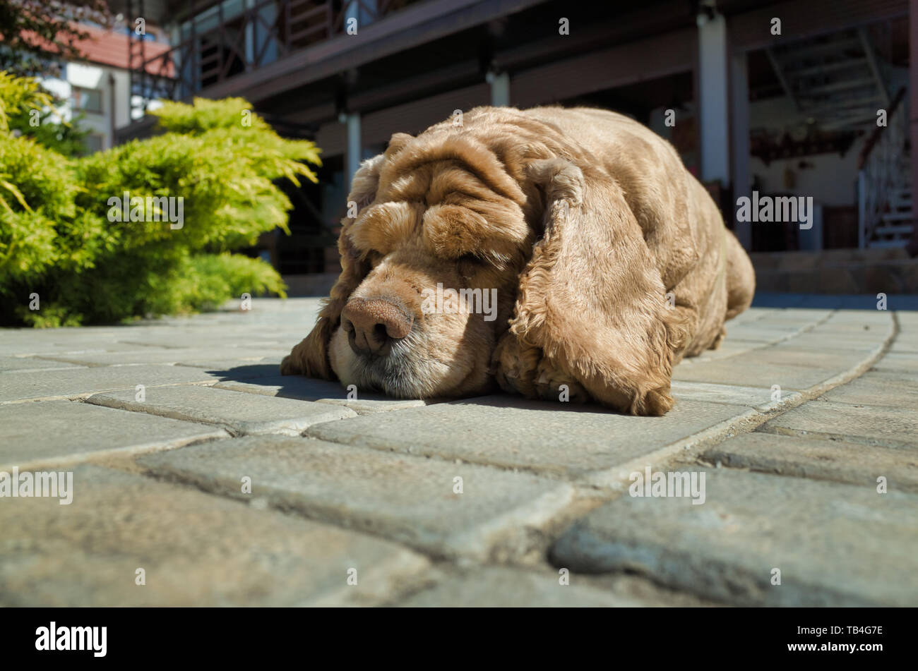 Adorable Cocker Anglais se reposant dans le soleil à la maison Banque D'Images