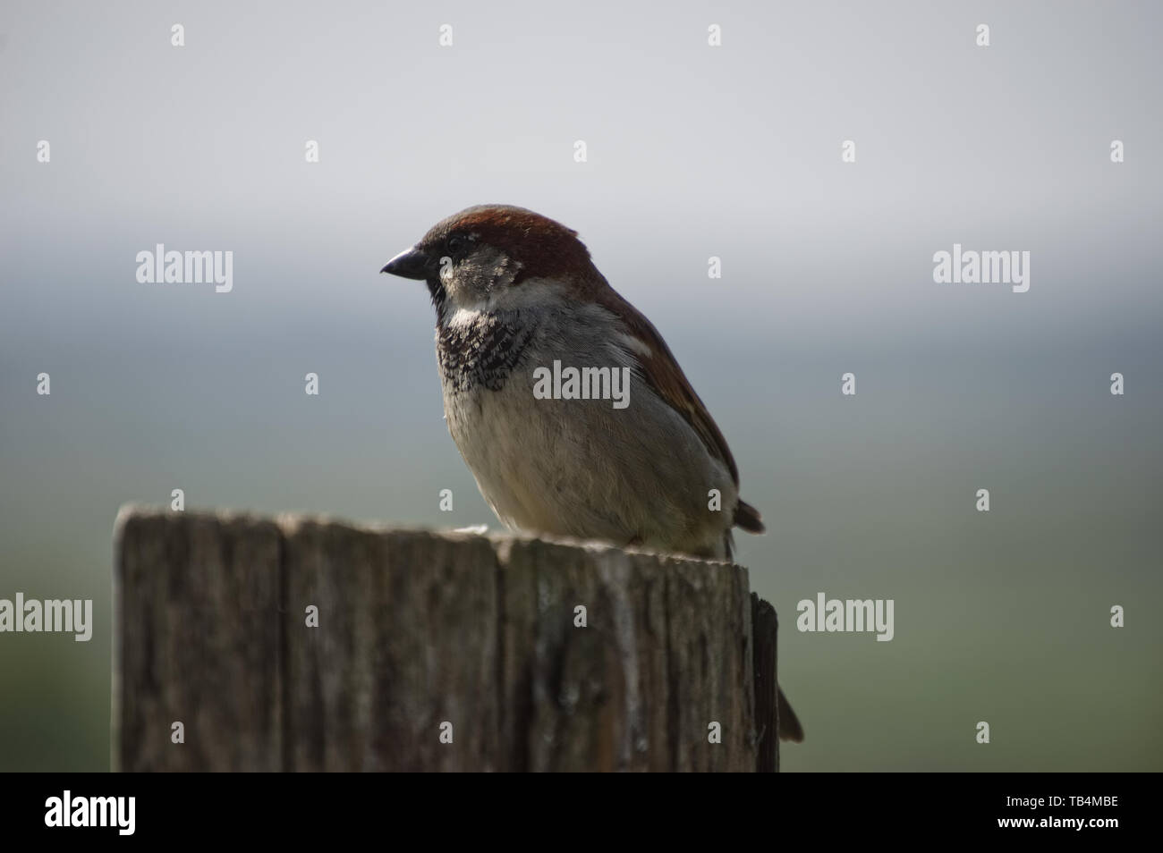 Moineau domestique mâle assis sur le post Banque D'Images