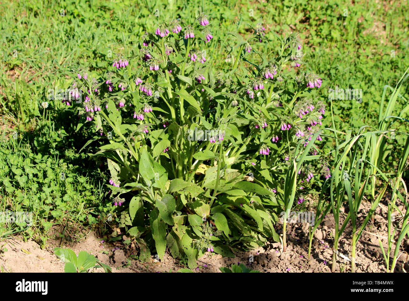 Symphytum officinale Consoude ou commun ou vrai ou consoude consoude consoude Quaker ou cultivées ou l'Eupatoire perfoliée ou Knitbone ou Consound ou glissant-root Banque D'Images