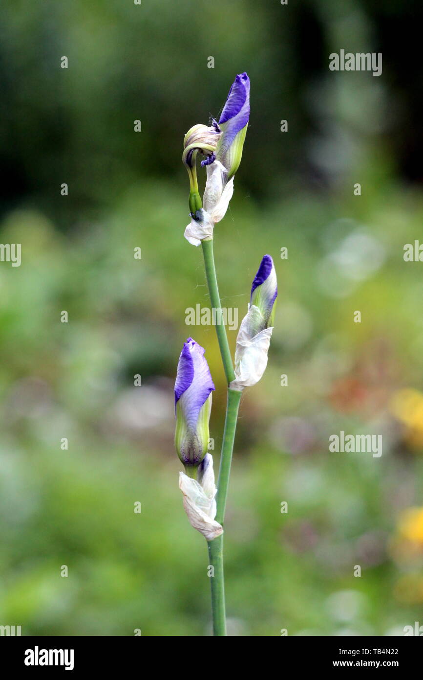 La floraison des plantes vivaces Iris fermé avec trois fleurs violet clair  sur une seule longue tige en train de se former et ouvrir planté en jardin  local Photo Stock - Alamy