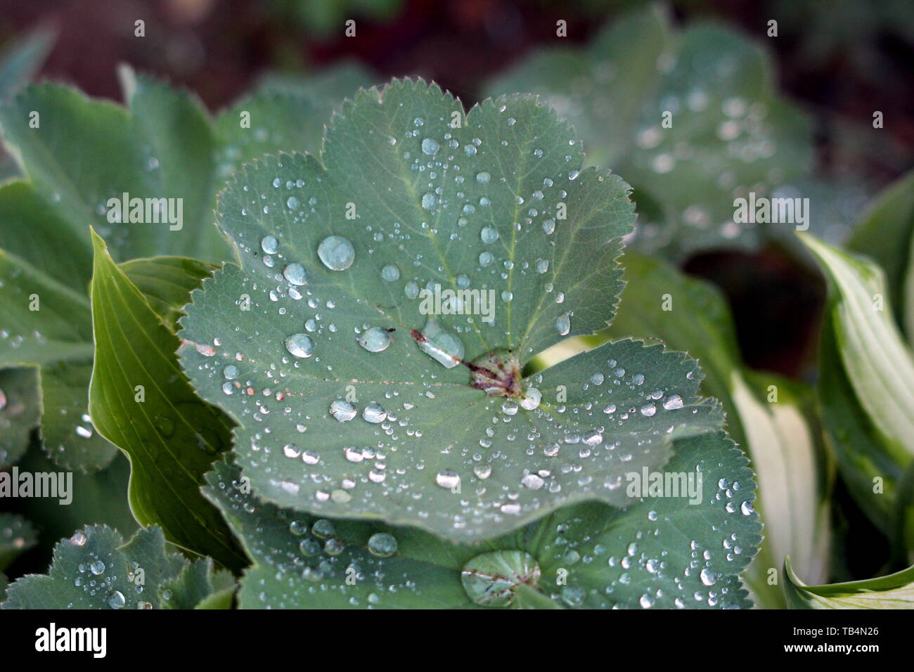 Ladys manteau ou Alchemilla vulgaris ou neuf hoks ours ou pied ou pied Lions plante herbacée vivace plante fleurs sauvages avec de grandes feuilles vert foncé Banque D'Images