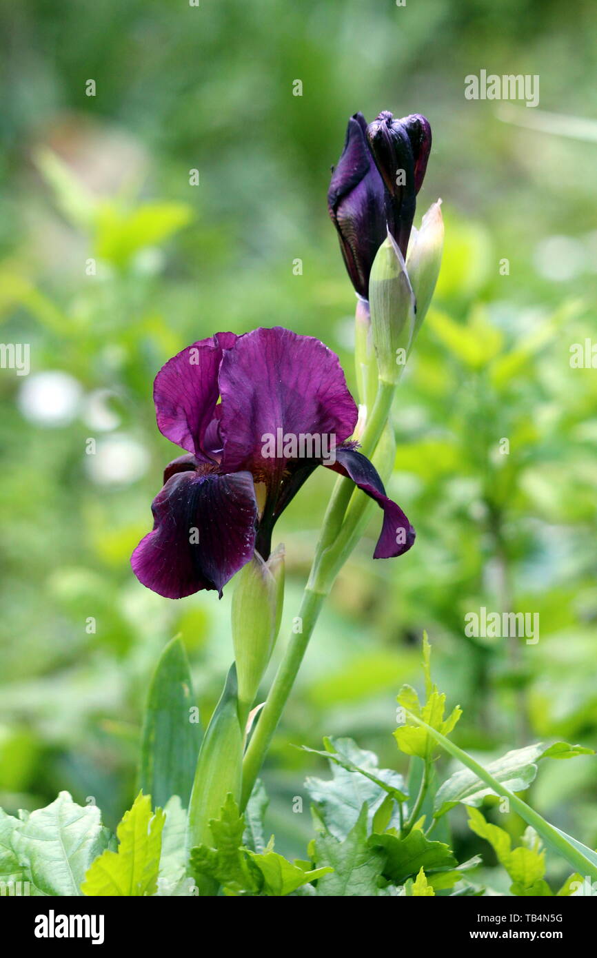 Plante vivace à fleurs Iris unique de fleurs de fleurs violet foncé sur une  longue tige plantée dans jardin local sur le printemps chaud et ensoleillé  Photo Stock - Alamy