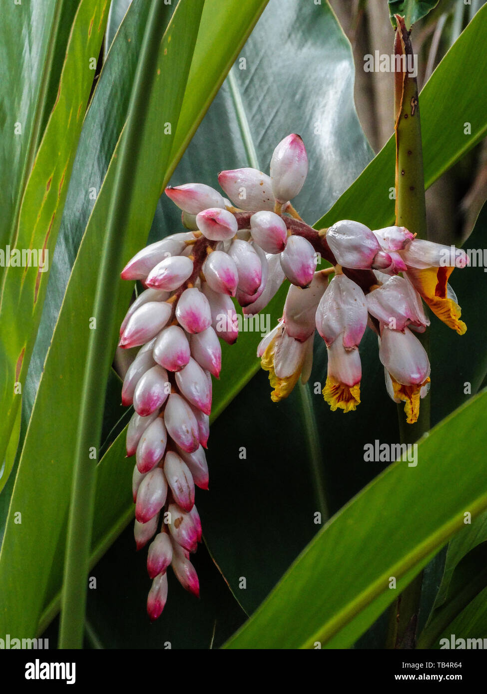 Alpinia zerumbet, shell, l'Asie de l'Est de la fleur de gingembre originaire Banque D'Images