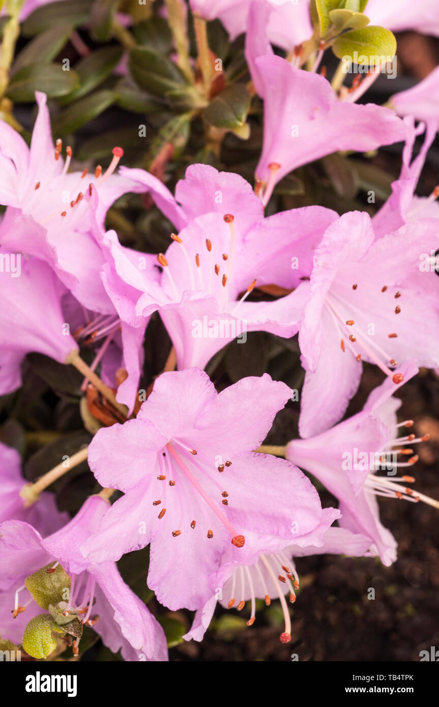 Close up of Rhododendron Nain Snipe grandes fleurs roses qui sont abondants au printemps poussent en plein soleil ou ombre partielle Banque D'Images