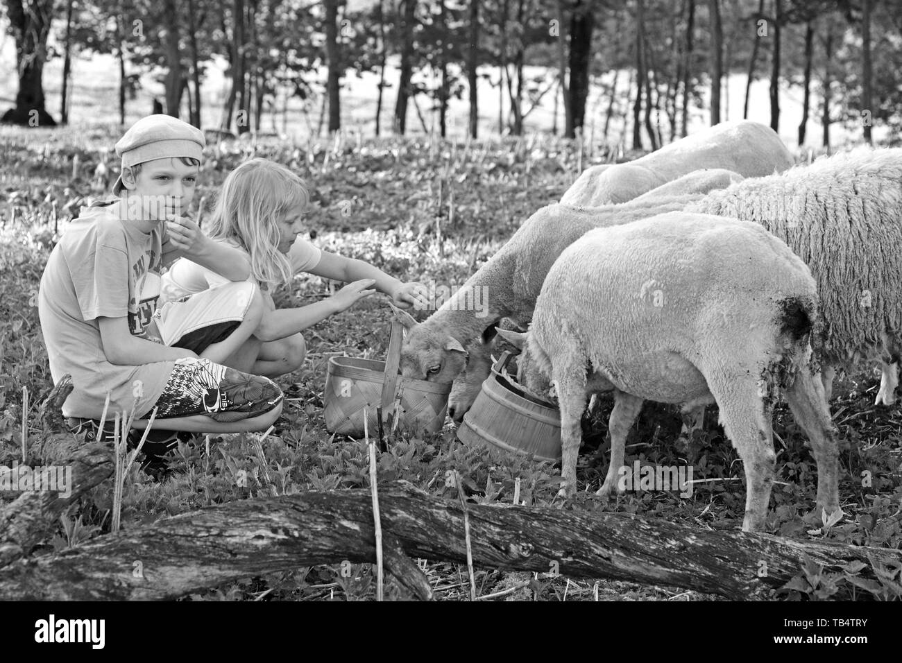 Un garçon et une fille feeding sheep Banque D'Images