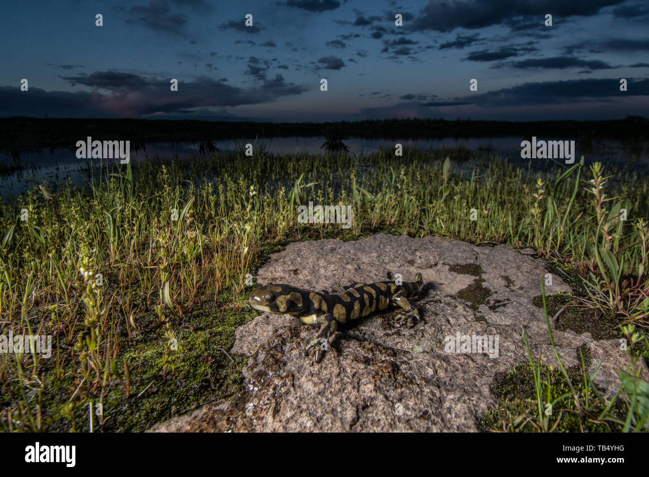 La Salamandre tigrée (Ambystoma mavortium mavortium) du comté de Jefferson, Colorado, USA. Banque D'Images