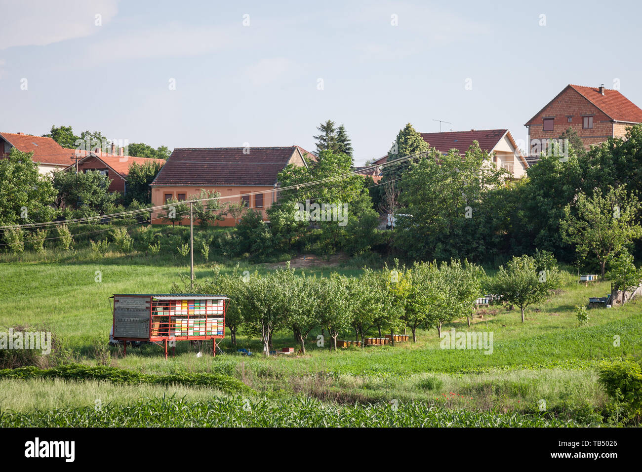 Ruches dans un champ dans un paysage rural typique de l'Europe, prise en Voïvodine, Serbie Beograd, fermes, avec en arrière-plan. Les ruches sont utilisés Banque D'Images