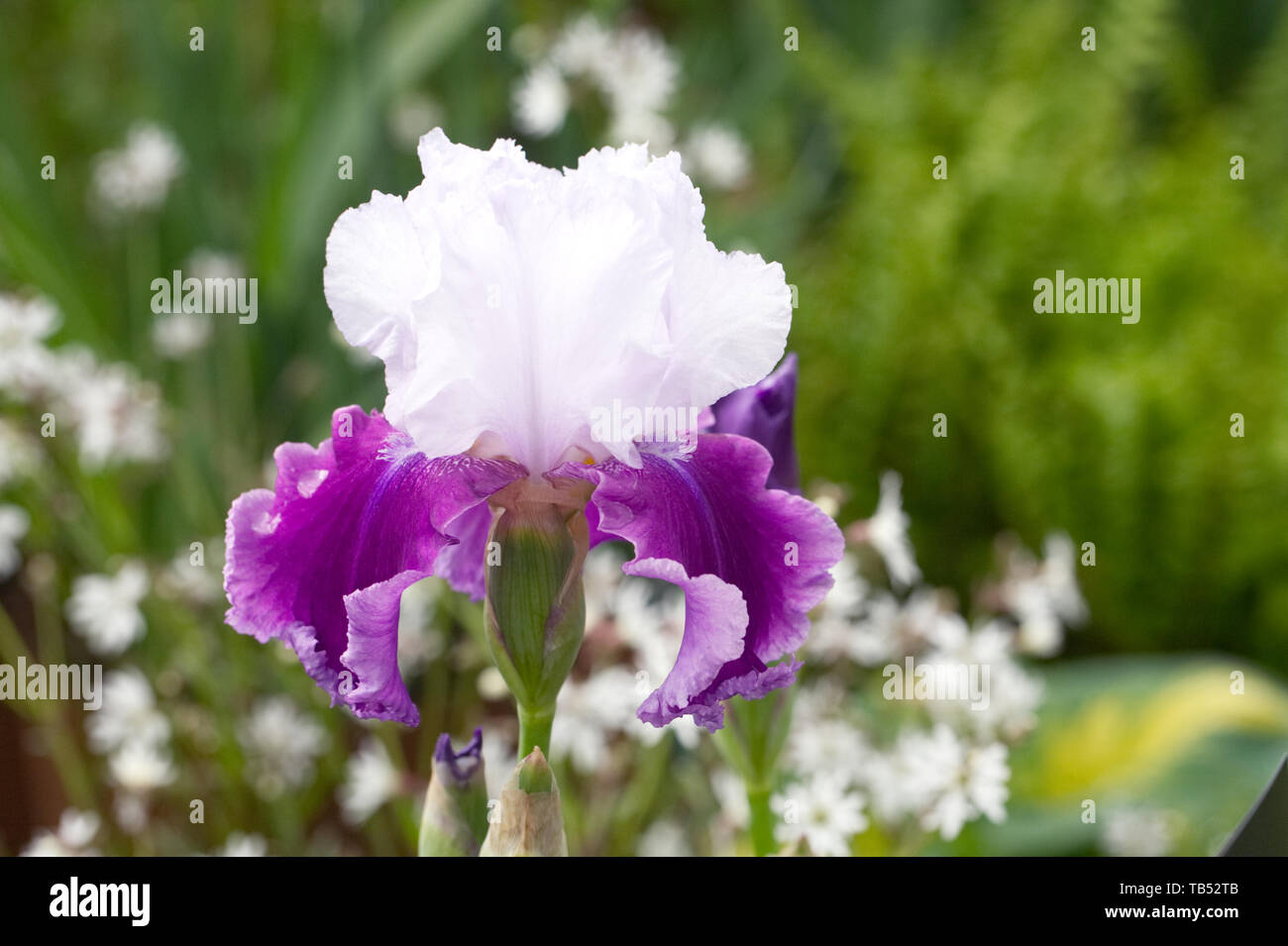Tall Bearded Iris 'gay' Fleur Parasol. Banque D'Images
