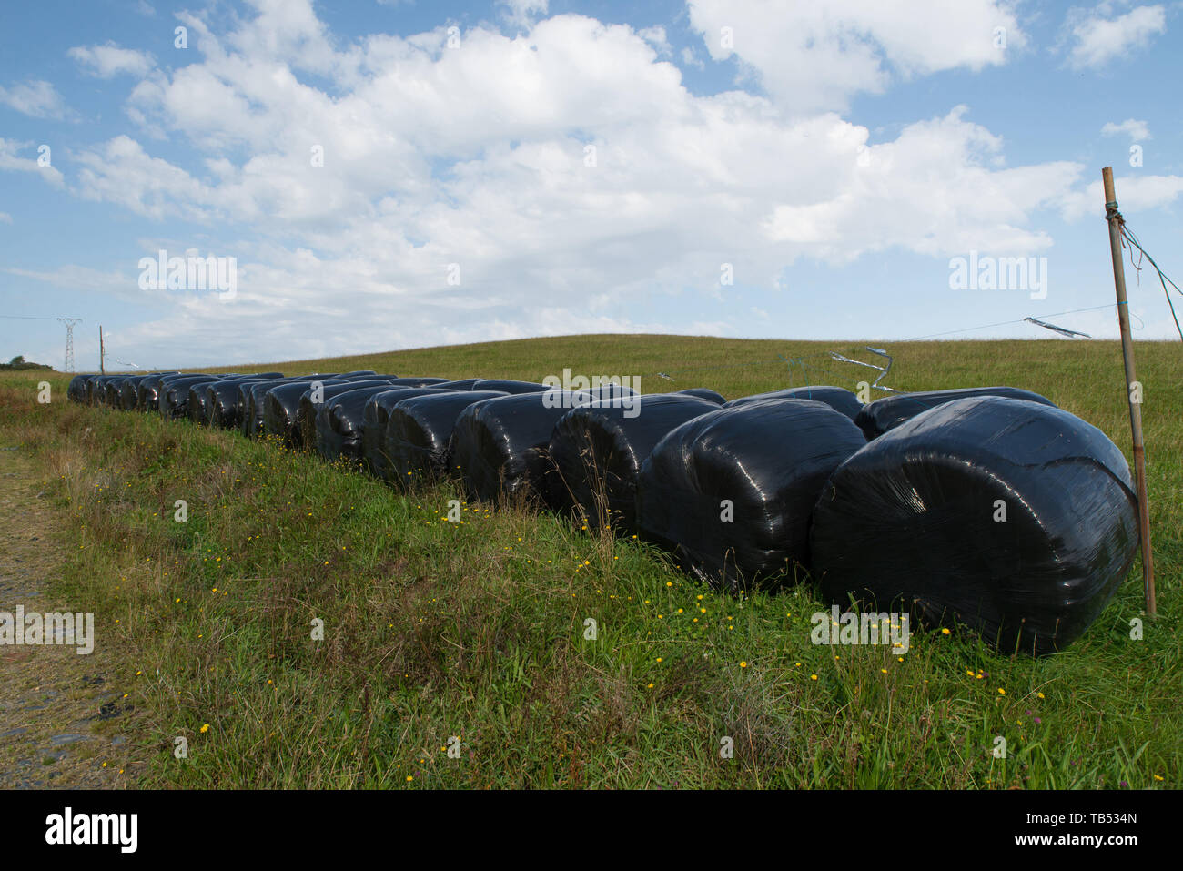 Grasballen umwickelt mit en polyéthylène. Near Asturias, Spanien / Balles d'herbe enveloppé dans du polyéthylène, Asturias, Espagne. Banque D'Images