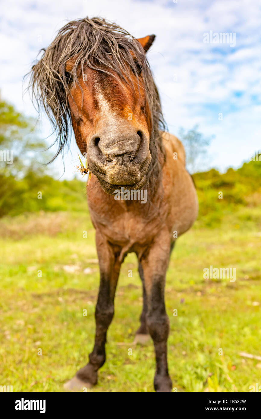 Portrait d'animaux sauvages à tête brune poney sur sur réserve naturelle dans le Dorset, en Angleterre. Banque D'Images