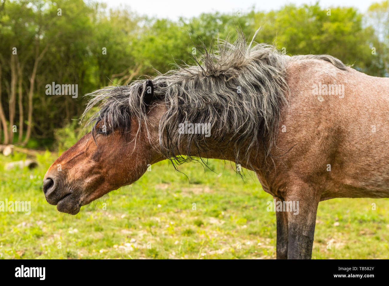 Portrait d'animaux sauvages de poney brun sur-côté et coupées sur la tête, pris la tête alors que tremblait dans le Dorset, en Angleterre. Banque D'Images