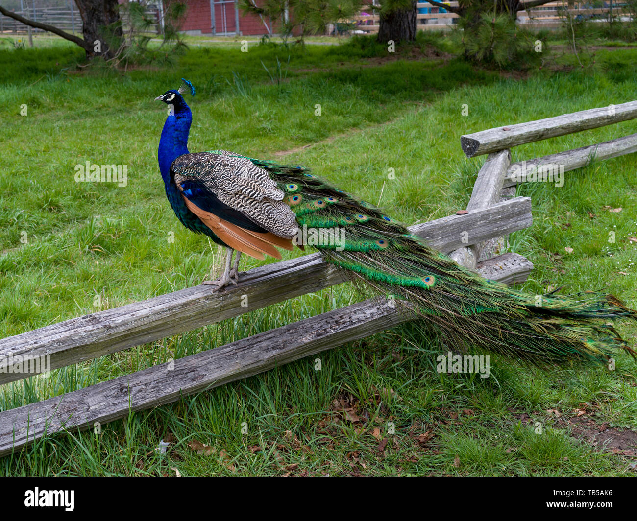 Peacock perché sur une barrière en bois, le parc Beacon Hill, l'établissement Fairfield, Victoria, Colombie-Britannique, Canada Banque D'Images