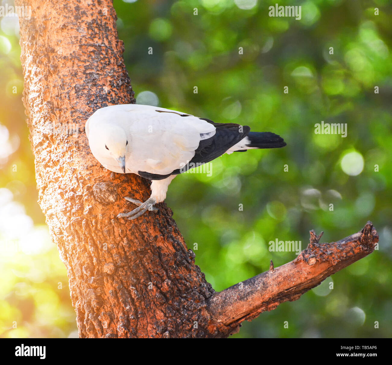 Oiseau colombe pigeon impérial pied sur la branche arbre dans la nature fond vert / Columbidae bird - Ducula bicolor Banque D'Images