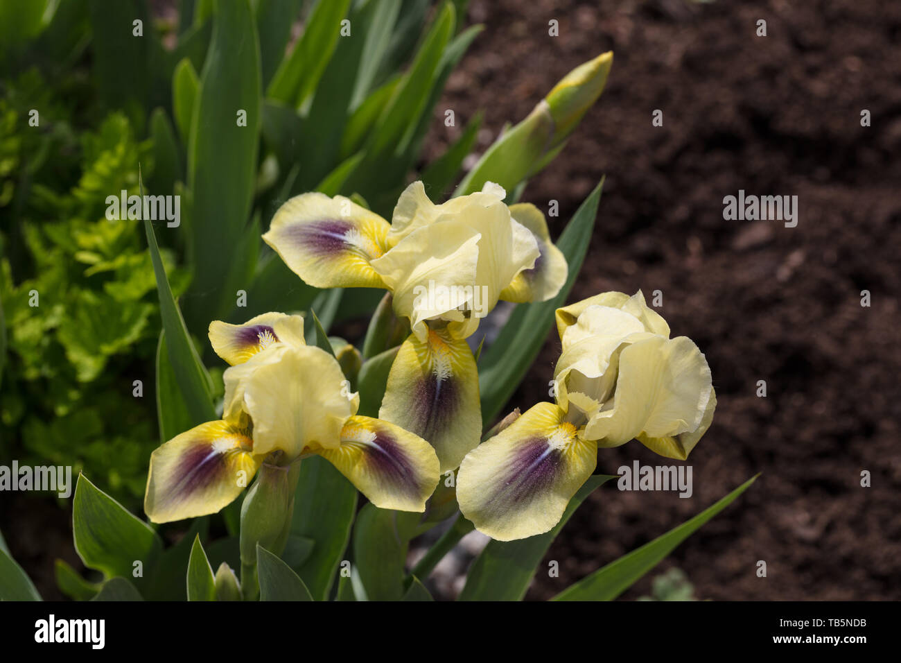 'Petite' vert Iris nain, Dvärgiris (Iris pumila) Banque D'Images