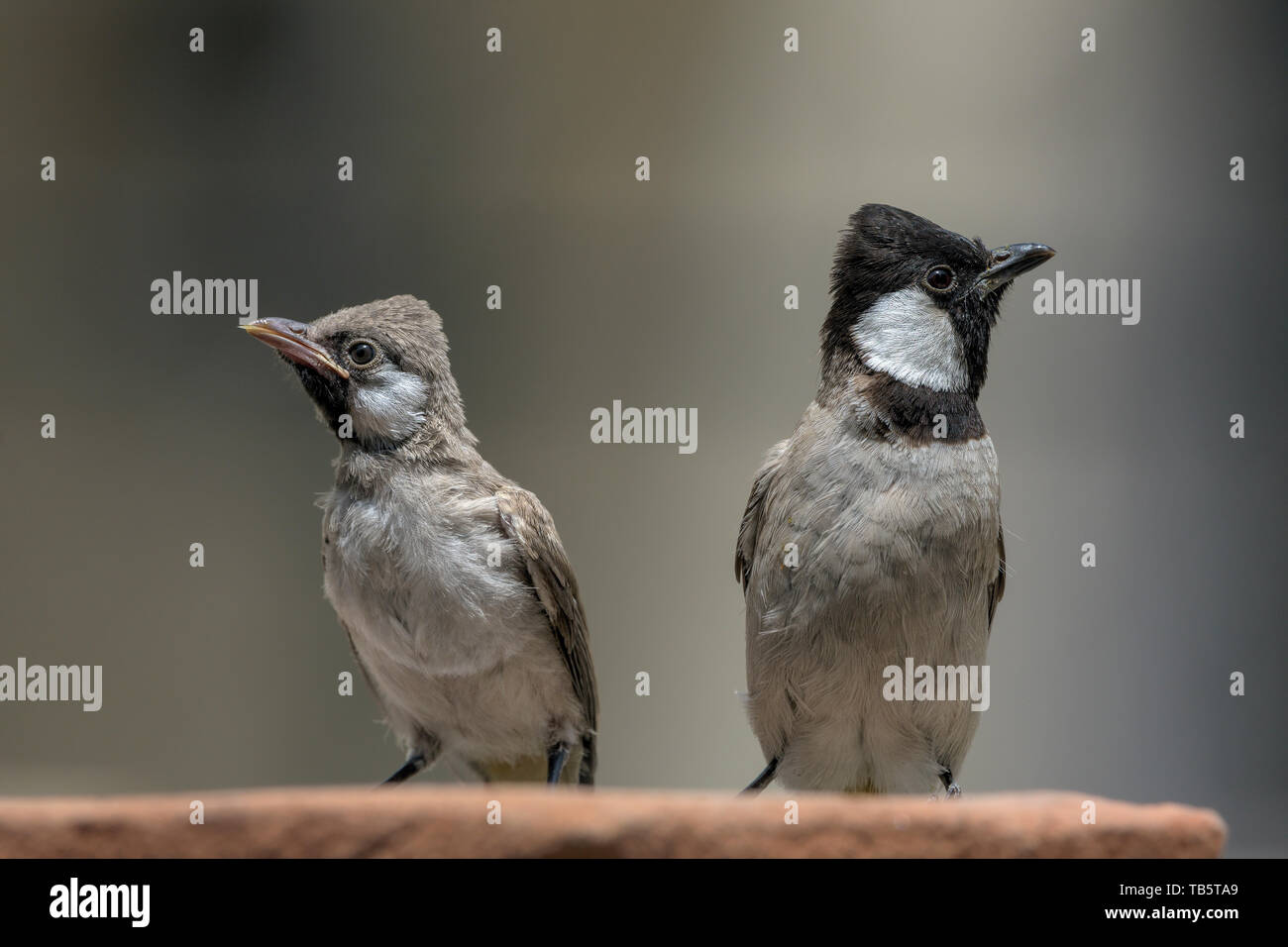 Hibou Blanc Du Bulbul Pycnonotus Leucotis Ou White Cheeked Bulbul Bebe Et Adulte Photo Stock Alamy