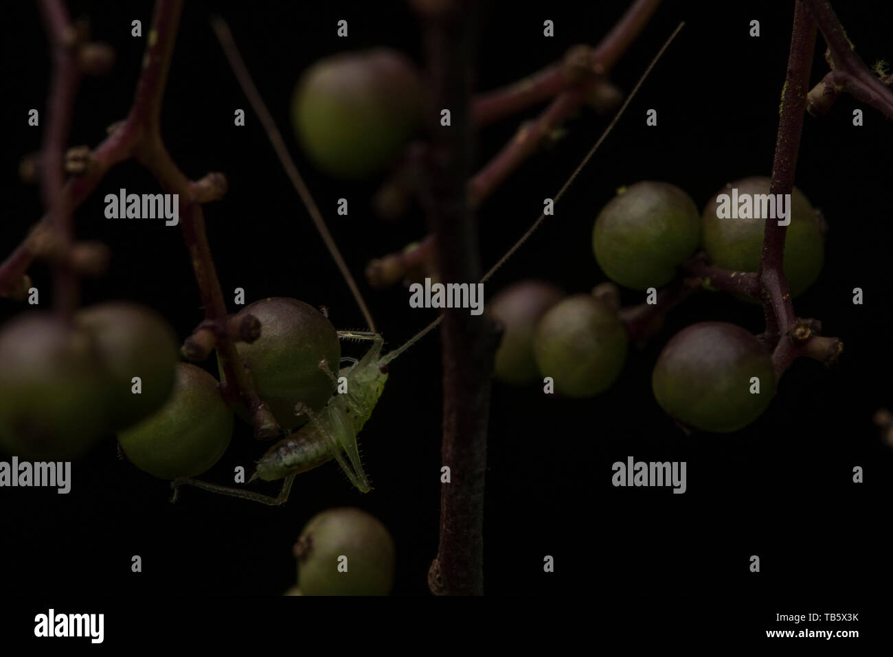 Un bébé katydid sur certaines baies sauvages dans la réserve de Cuyabeno dans la forêt amazonienne équatorienne. Banque D'Images