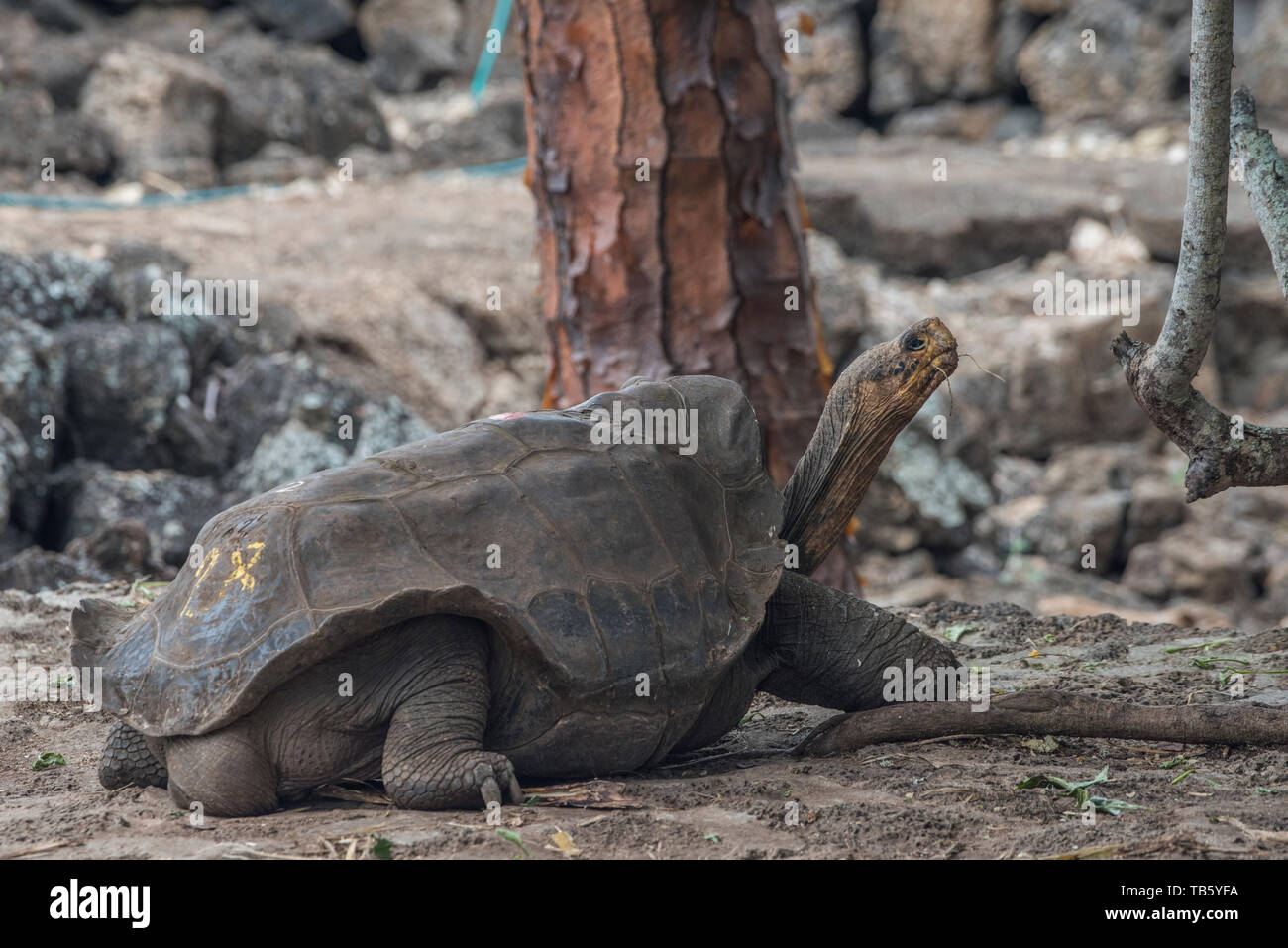Tortue géante des Galapagos (Chelonoidis nigra) partie du programme de reproduction en captivité au centre de recherche Charles Darwin dans les îles Galapagos. Banque D'Images