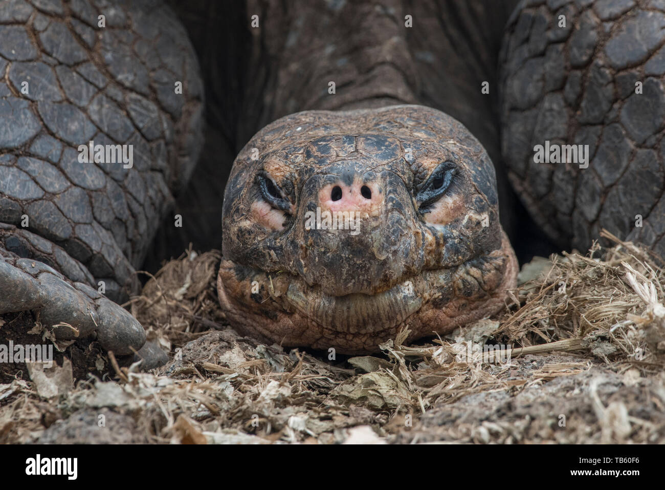Tortue géante des Galapagos (Chelonoidis nigra) partie du programme de reproduction en captivité au centre de recherche Charles Darwin dans les îles Galapagos. Banque D'Images