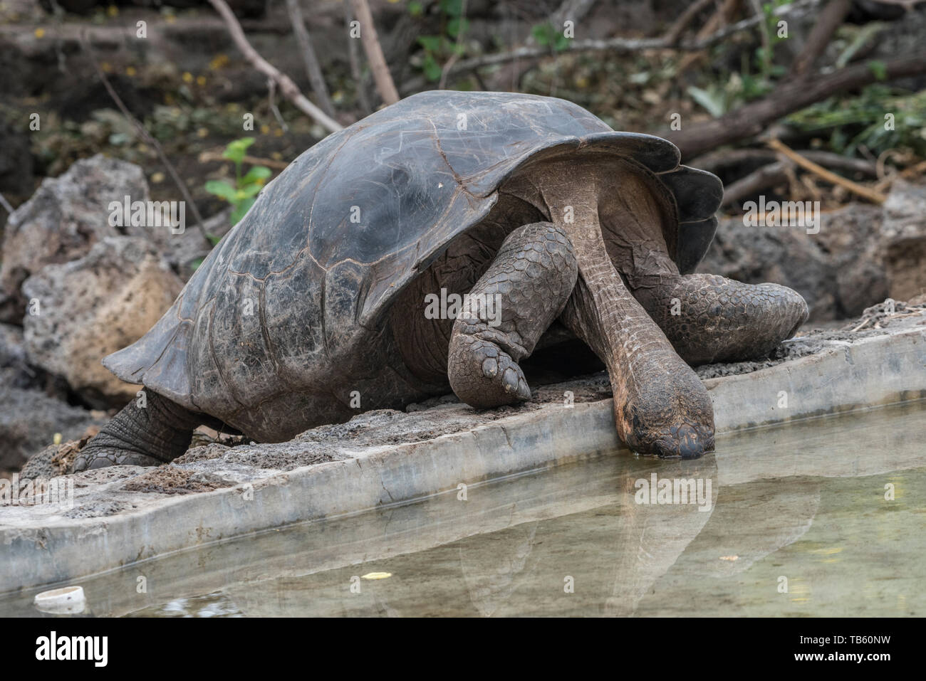 Chelonoidis nigra, la tortue géante des Galapagos boire d'une piscine au centre de recherche Charles Darwin dans les îles Galapagos. Banque D'Images