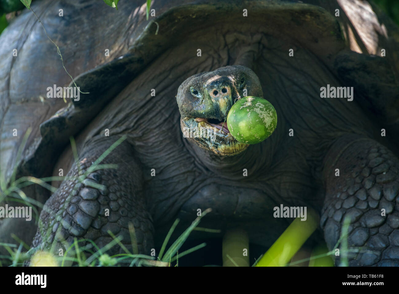 Tortue géante des Galapagos (Chelonoidis nigra) manger un fruit pomelo dans les îles Galapagos, en Équateur. Banque D'Images